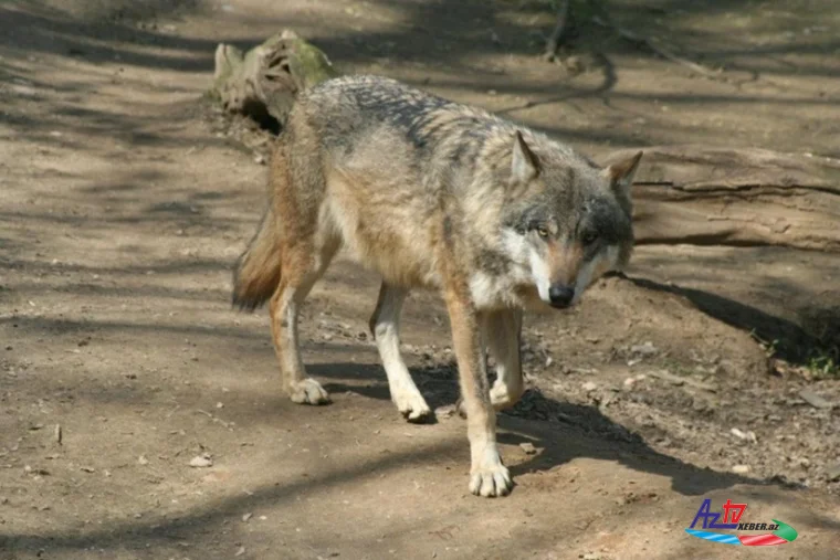 Yaponiyada canavar zooparkdan qaçıb: Ziyarətçilər təxliyə olunub